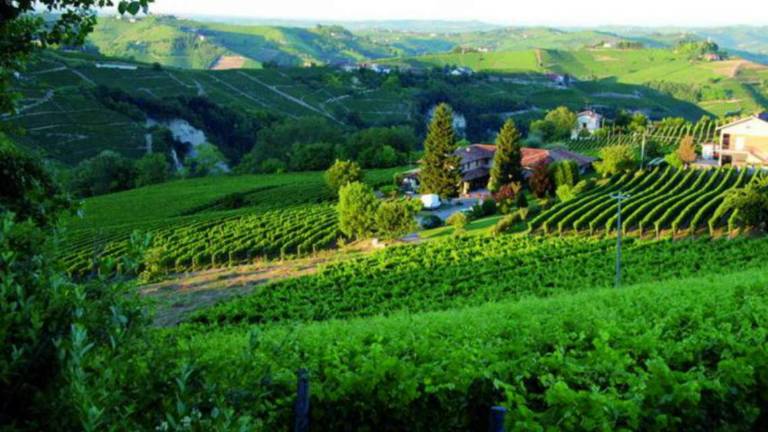 Moscato d'Asti, l'anima del Piemonte nella storia di Ca'D'Gal Moscato d'Asti, l'anima del Piemonte nella storia di Ca'D'Gal