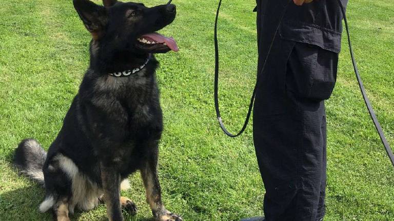 Spaccio a Cesenatico: pattegiano i due fratelli di Sogliano Spaccio a Cesenatico: pattegiano i due fratelli di Sogliano