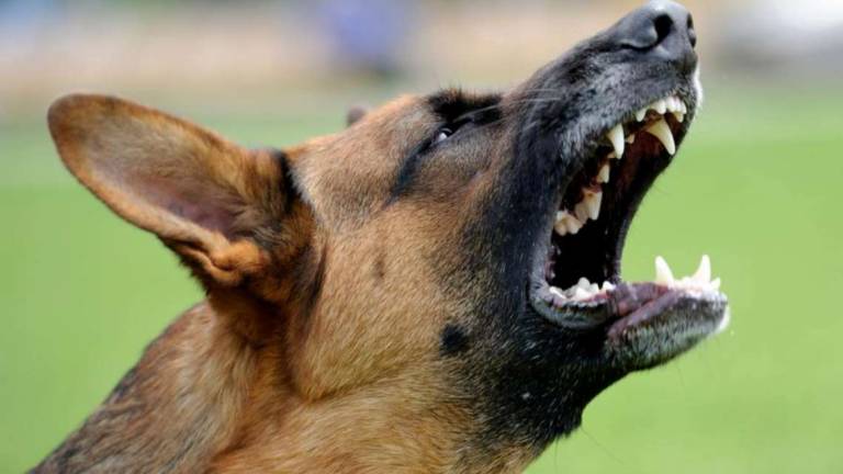 Rimini. Gli rubano il portafogli e lo fanno azzannare dal cane Rimini. Gli rubano il portafogli e lo fanno azzannare dal cane