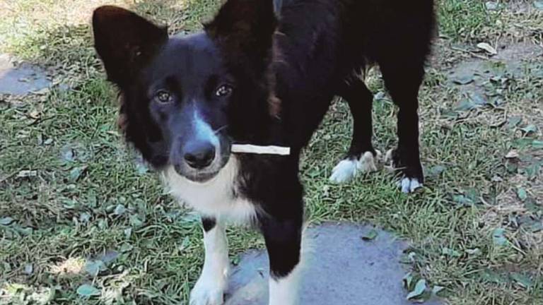 Leo: un border collie che cerca passione Leo: un border collie che cerca passione