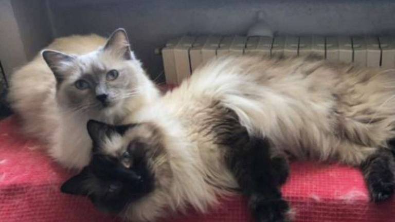 Due ragdoll ancora in attesa Due ragdoll ancora in attesa