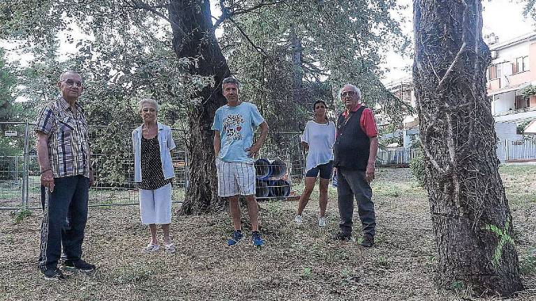 Nuova ciclabile e taglio alberi. La protesta: Progetto inutile Nuova ciclabile e taglio alberi. La protesta: Progetto inutile
