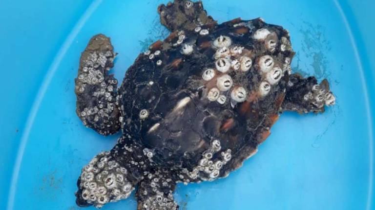 Riccione, la Fondazione cetacea indaga sul caso delle tartarughe morte Riccione, la Fondazione cetacea indaga sul caso delle tartarughe morte