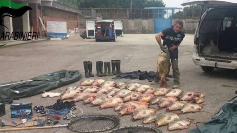 Ravenna, bracconieri sorpresi a cacciare con munizioni di piombo nelle valli Ravenna, bracconieri sorpresi a cacciare con munizioni di piombo nelle valli