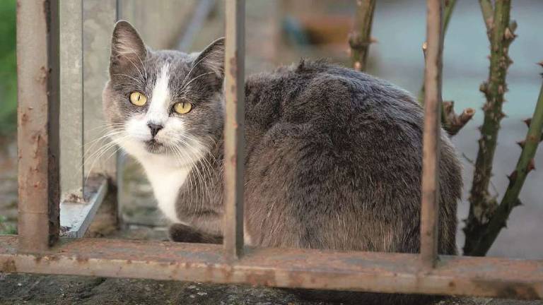 Longiano, si allunga la lista dei gatti uccisi da auto o spariti Longiano, si allunga la lista dei gatti uccisi da auto o spariti
