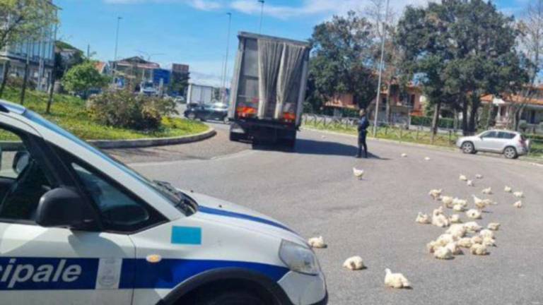 Savignano, camion perde il carico di polli vivi nella rotonda Savignano, camion perde il carico di polli vivi nella rotonda
