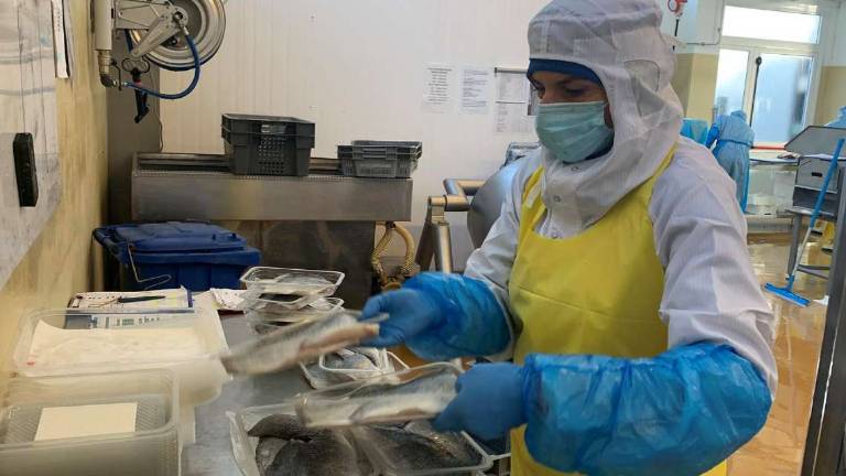 Il pesce fresco a casa pronto per essere cucinato Il pesce fresco a casa pronto per essere cucinato