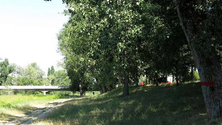 Boschi urbani: 5,8 ettari di verde in più Boschi urbani: 5,8 ettari di verde in più