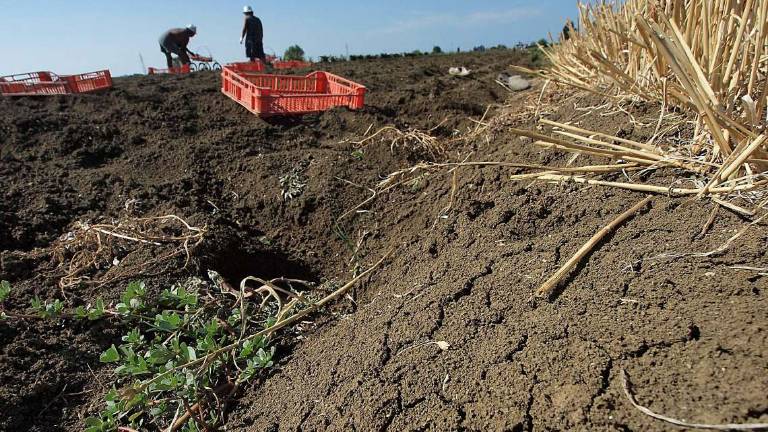 Siccità, a Ravenna a marzo caduto solo un millimetro di pioggia Siccità, a Ravenna a marzo caduto solo un millimetro di pioggia