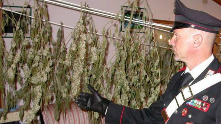 Piante di marijuana: arrestato 29enne di Savignano Piante di marijuana: arrestato 29enne di Savignano
