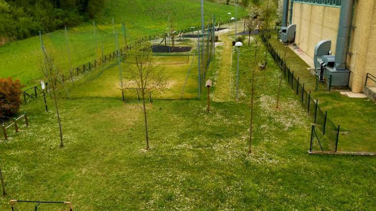 A Sogliano firme contro il Comune per l'area verde tagliata A Sogliano firme contro il Comune per l'area verde tagliata