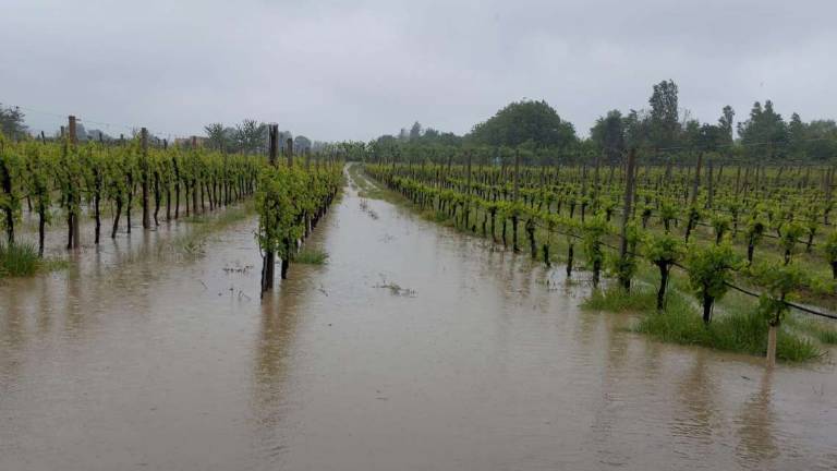Imola, gli agricoltori preparano la conta dei danni Imola, gli agricoltori preparano la conta dei danni