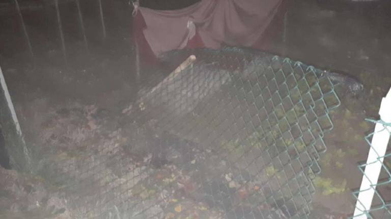 Orti di Longiano, i vandali sono giovanissimi e colpiscono ancora Orti di Longiano, i vandali sono giovanissimi e colpiscono ancora