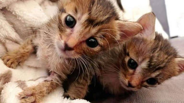 Piccole gattine crescono Piccole gattine crescono