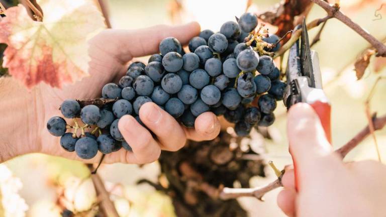 Cascola dei fiori Il problema che ha afflitto la Romagna Cascola dei fiori Il problema che ha afflitto la Romagna