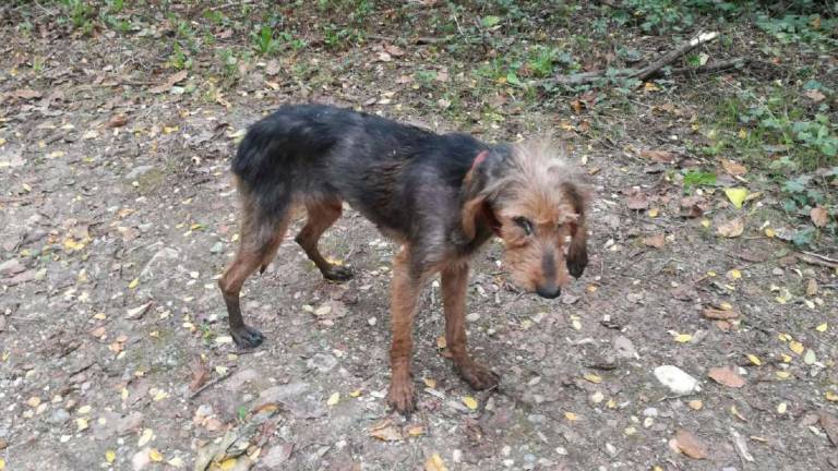 Saludecio: cane muore di stenti, padrone nei guai Saludecio: cane muore di stenti, padrone nei guai