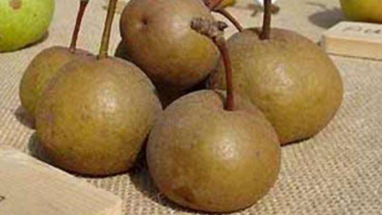Anguria di Bagnacavallo e la pera volpina: i frutti “dimenticati” Anguria di Bagnacavallo e la pera volpina: i frutti “dimenticati”