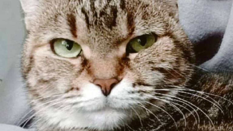 Micia adora i bambini, Giotto cane casalingo Micia adora i bambini, Giotto cane casalingo