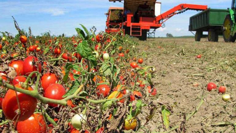 Ravenna, meno pomodori per la siccità ma più qualità Ravenna, meno pomodori per la siccità ma più qualità
