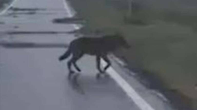 Forlì, lupi vicino alle case, allarme di Arci caccia: Potrebbero attaccare i bambini Forlì, lupi vicino alle case, allarme di Arci caccia: Potrebbero attaccare i bambini