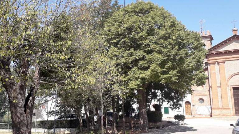 Tigli di un Dio minore: i residenti di Balignano contro l'abbattimento di due grandi alberi Tigli di un Dio minore: i residenti di Balignano contro l'abbattimento di due grandi alberi
