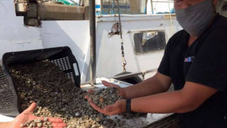 Cesenatico, vongole di 22 millimetri: il Pd prende posizione Cesenatico, vongole di 22 millimetri: il Pd prende posizione