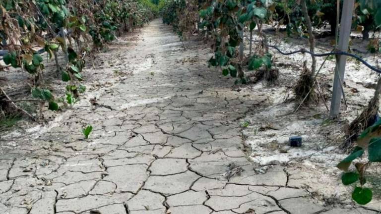 Ravenna, allarme Coldiretti: Coltivazioni soffocate dal fango Ravenna, allarme Coldiretti: Coltivazioni soffocate dal fango
