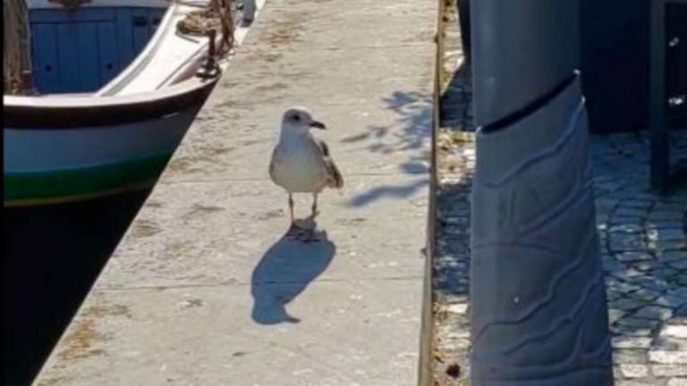 Cervia, gabbiano non può più volare, adottato dai cittadini Cervia, gabbiano non può più volare, adottato dai cittadini