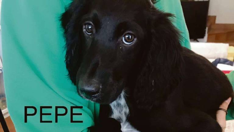 Pepe e i suoi amici vogliono una famiglia Pepe e i suoi amici vogliono una famiglia