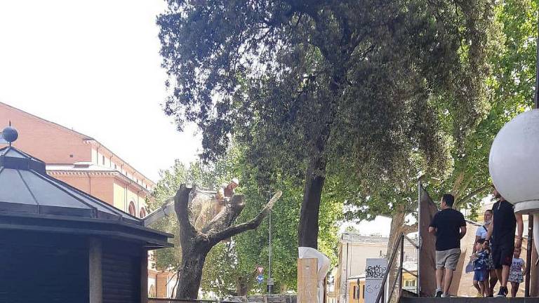 Abbattuto leccio di 80 anni. Il Comune di Rimini: Era pericoloso Abbattuto leccio di 80 anni. Il Comune di Rimini: Era pericoloso