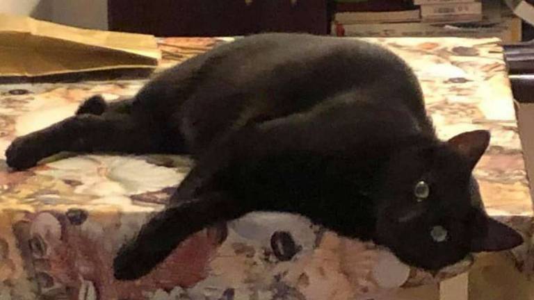 Il dolcissimo micetto Il dolcissimo micetto
