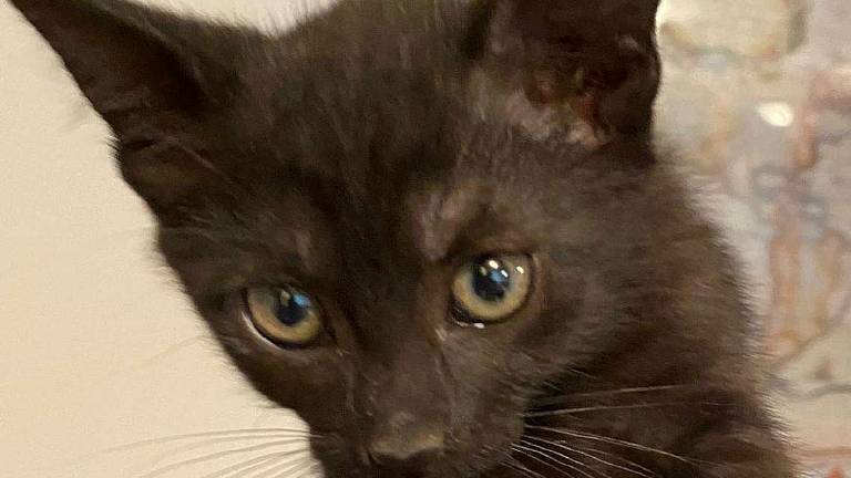 Tanta voglia di coccole per Mirtillo Tanta voglia di coccole per Mirtillo