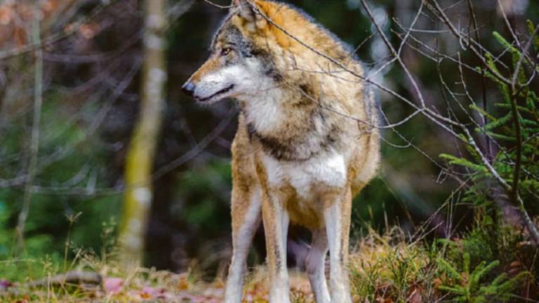 Nella foresta a lanciare ululati per ascoltare la risposta dei lupi: che avventura al Rifugio Trappisa di sotto Nella foresta a lanciare ululati per ascoltare la risposta dei lupi: che avventura al Rifugio Trappisa di sotto