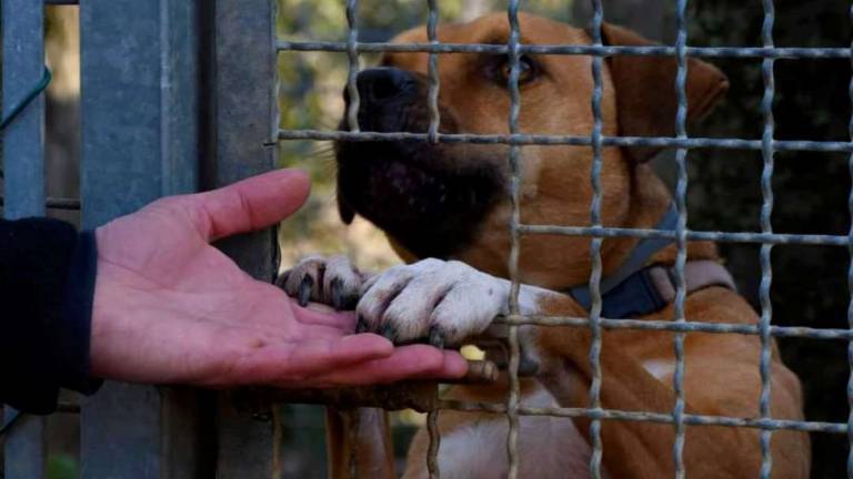 Faenza, crescono le adozioni di cani dell'Enpa Faenza, crescono le adozioni di cani dell'Enpa