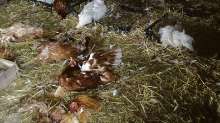 San Mauro, cani sbranano altre 12 galline in un pollaio già colpito San Mauro, cani sbranano altre 12 galline in un pollaio già colpito