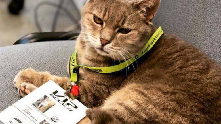 Imola, raccolta fondi per il gattile in nome di Formulino, il micio star dei social morto nei giorni scorsi Imola, raccolta fondi per il gattile in nome di Formulino, il micio star dei social morto nei giorni scorsi