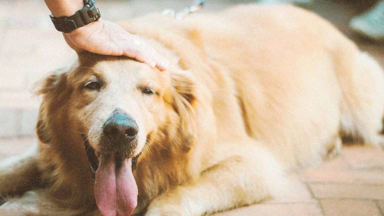 Colpi di calore, minaccia per i cani Colpi di calore, minaccia per i cani