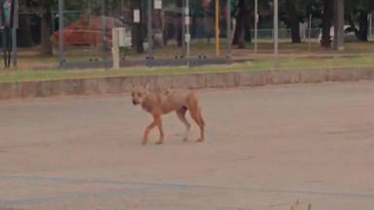Ravenna. Avvistato un lupo in pieno centro. Il video Ravenna. Avvistato un lupo in pieno centro. Il video