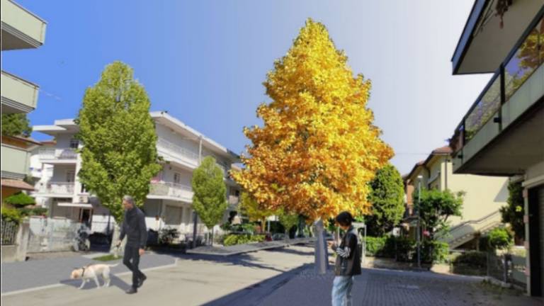 Riccione, 110 nuovi alberi per viale Bologna Riccione, 110 nuovi alberi per viale Bologna