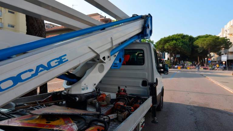 Lido di Savio: due pini da abbattere, monta la protesta di un gruppo di residenti - Gallery Lido di Savio: due pini da abbattere, monta la protesta di un gruppo di residenti - Gallery