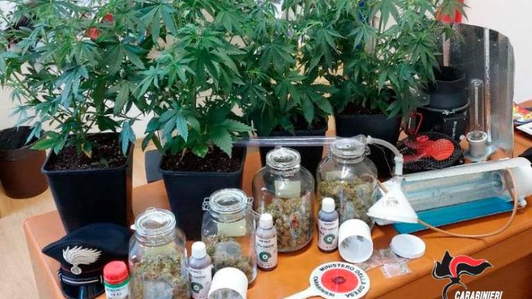 Forlimpopoli, cercano una borsa rubata e trovano una serra per la marijuana: scoperta a sorpresa per i Carabinieri Forlimpopoli, cercano una borsa rubata e trovano una serra per la marijuana: scoperta a sorpresa per i Carabinieri