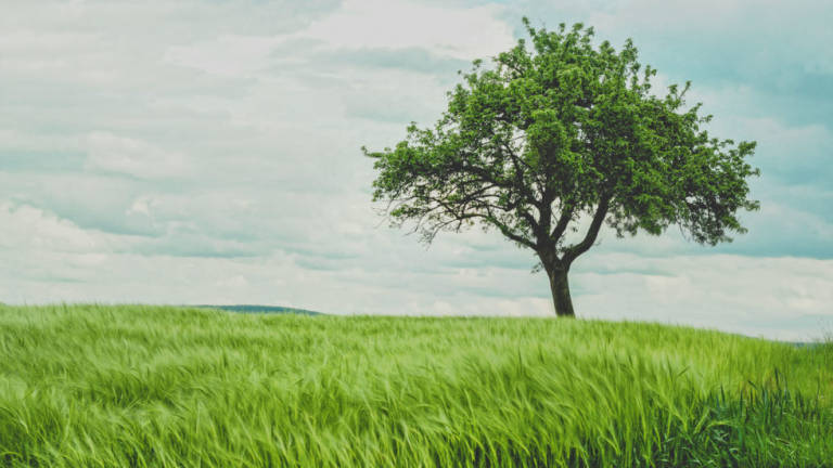 La Cassa di Ravenna, mutui più facili se la casa è “green” La Cassa di Ravenna, mutui più facili se la casa è “green”