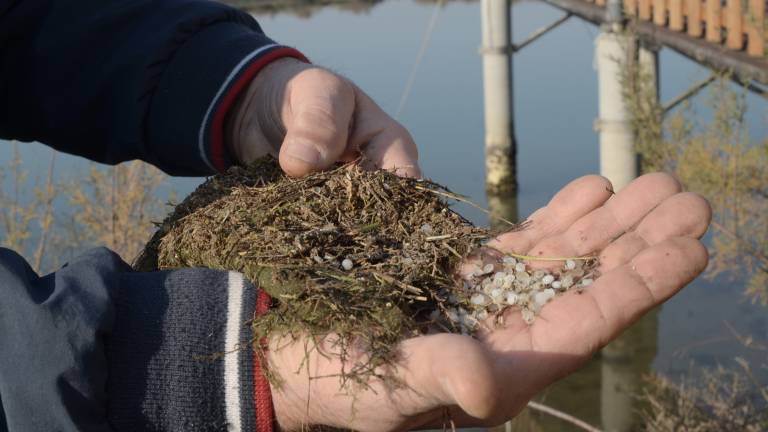 Ravenna, valle invasa da microplastiche. Nuovo allarme ambientale Ravenna, valle invasa da microplastiche. Nuovo allarme ambientale