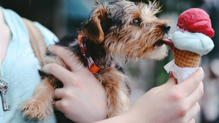 Un gelato da cani: a Misano inventato il gusto per gli amici a 4 zampe Un gelato da cani: a Misano inventato il gusto per gli amici a 4 zampe