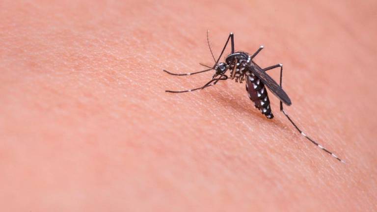Terzo caso di infezione da West Nile a Imola, anziano ricoverato Terzo caso di infezione da West Nile a Imola, anziano ricoverato