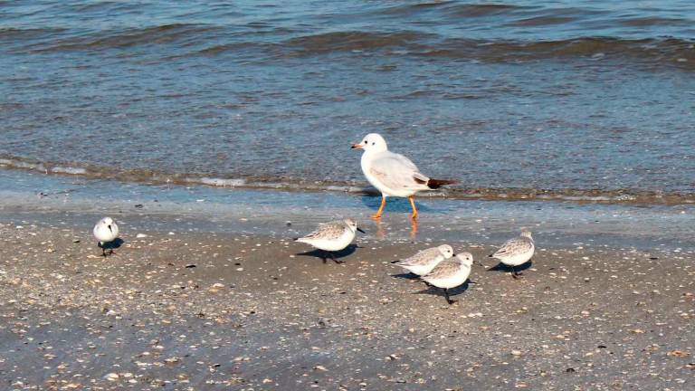Caldo anomalo in Romagna. Il primo dicembre a Rimini è primavera: 23 gradi Caldo anomalo in Romagna. Il primo dicembre a Rimini è primavera: 23 gradi