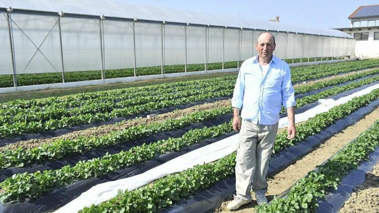 Cesena: le fragole locali accelerano nella maturazione Cesena: le fragole locali accelerano nella maturazione