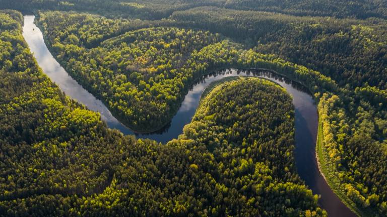 Rimini, ecco LetItTrees: la start up per adottare un pezzo di foresta amazzonica Rimini, ecco LetItTrees: la start up per adottare un pezzo di foresta amazzonica