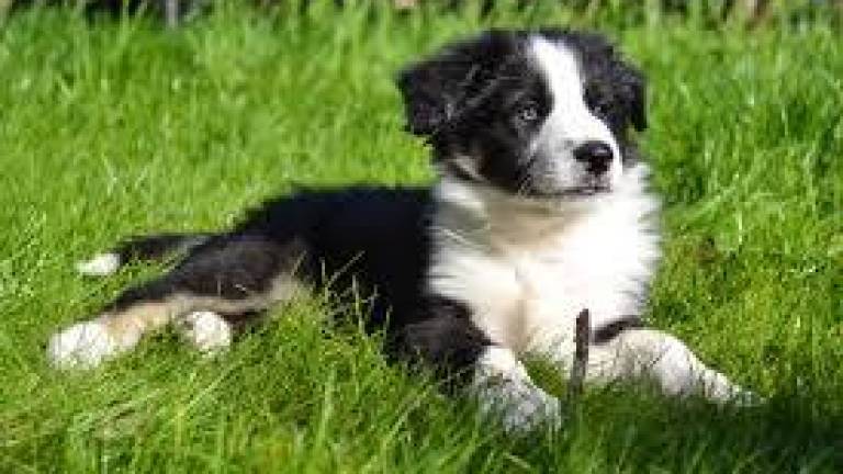 Sesto Imolese, spruzza spray al cane del vicino perché gli abbaia Sesto Imolese, spruzza spray al cane del vicino perché gli abbaia