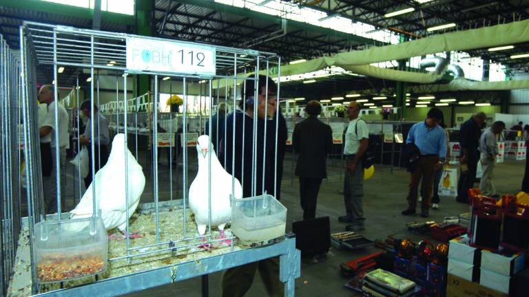 Forlì, la Fiera avicola trasloca a Rimini. E avrà cadenza annuale Forlì, la Fiera avicola trasloca a Rimini. E avrà cadenza annuale